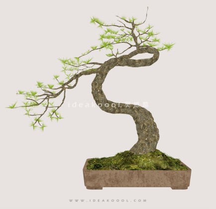 禅意观赏树 罗汉松造型松盆栽植物丨