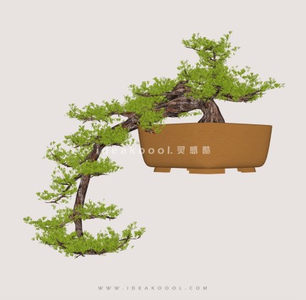 禅意观赏树 罗汉松造型松盆栽植物丨