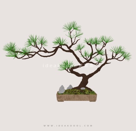 禅意观赏树 罗汉松造型松盆栽植物丨