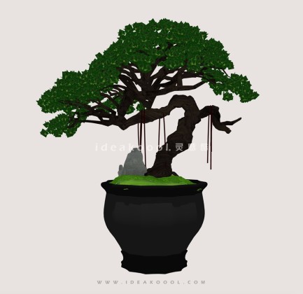 禅意观赏树 罗汉松造型松盆栽植物丨