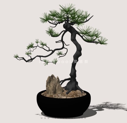 禅意观赏树 罗汉松造型松盆栽植物丨