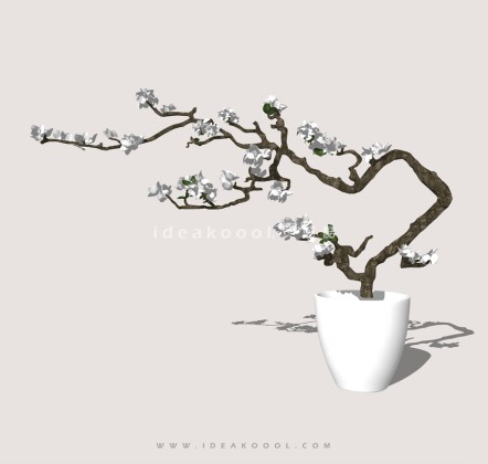 禅意观赏树 罗汉松造型松盆栽植物丨