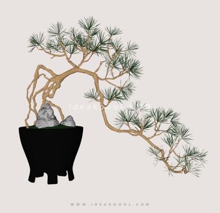 禅意观赏树 罗汉松造型松盆栽植物丨