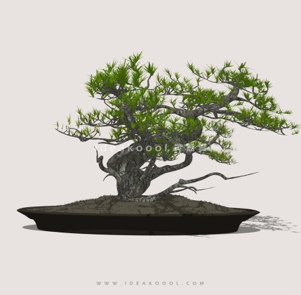 禅意观赏树 罗汉松造型松盆栽植物丨