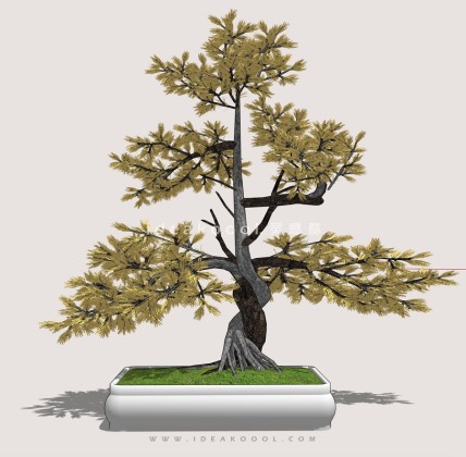 禅意观赏树 罗汉松造型松盆栽植物丨