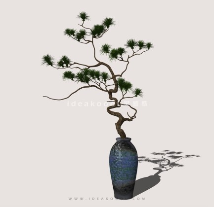 禅意观赏树 罗汉松造型松盆栽植物丨