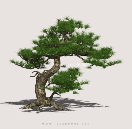 禅意观赏树 罗汉松造型松盆栽植物丨