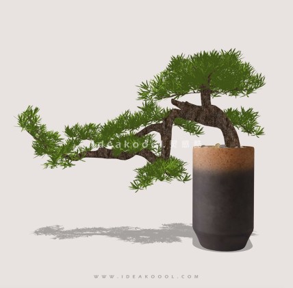 禅意观赏树 罗汉松造型松盆栽植物丨