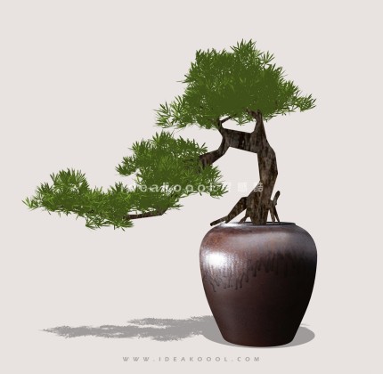 禅意观赏树 罗汉松造型松盆栽植物丨