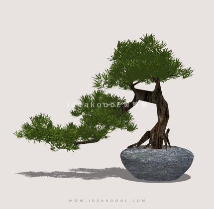 禅意观赏树 罗汉松造型松盆栽植物丨