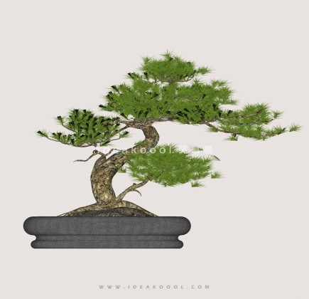 禅意观赏树 罗汉松造型松盆栽植物丨