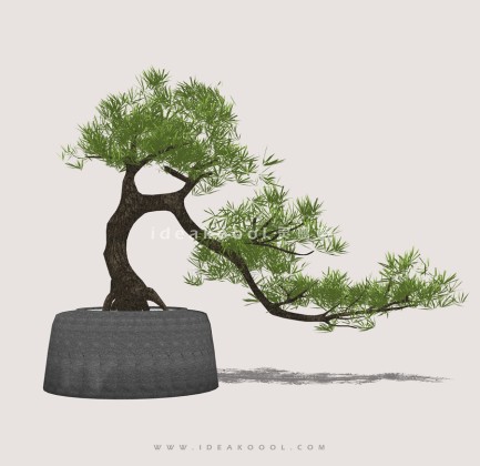 禅意观赏树 罗汉松造型松盆栽植物丨