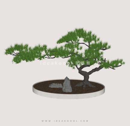 禅意观赏树 罗汉松造型松植物丨