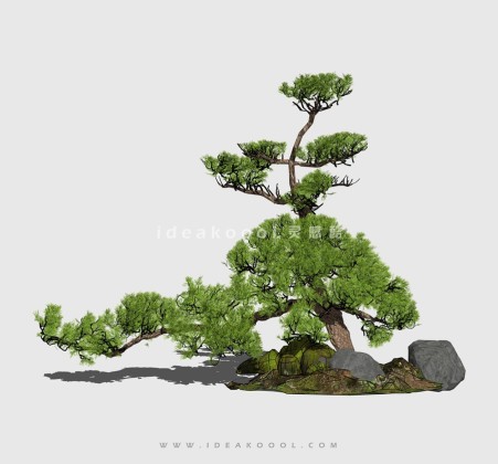 新中式景观树 禅意观赏树造型松树丨