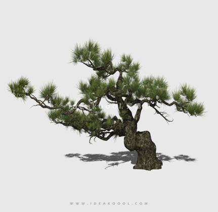 新中式景观树 禅意观赏树造型松树丨