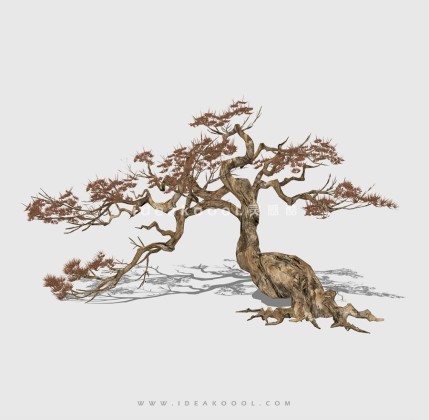 新中式景观树 禅意观赏树造型松树丨