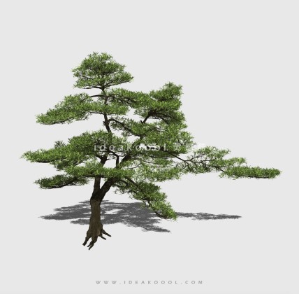 新中式景观树 禅意观赏树造型松树丨