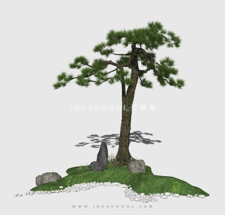 新中式景观树 禅意观赏树造型松树丨