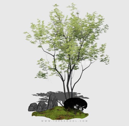 新中式景观树 禅意观赏树造型树丨