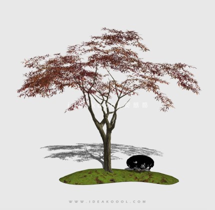 新中式景观树 禅意观赏树造型树 枫树丨