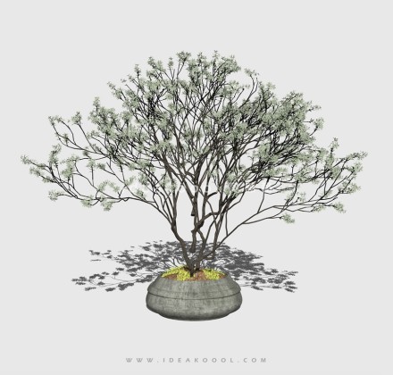 新中式景观树 禅意观赏树造型树丨