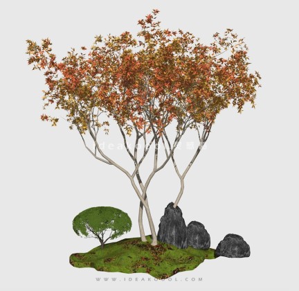 新中式景观树 禅意观赏树造型树丨