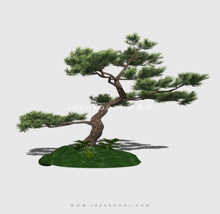 新中式景观树 禅意观赏树造型松树丨