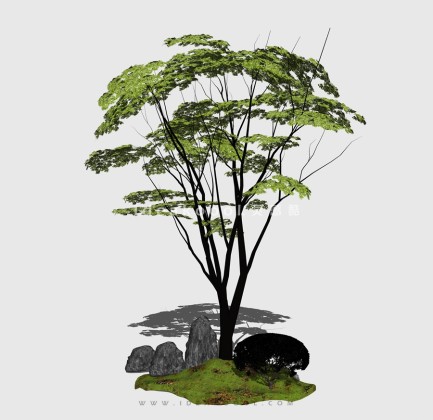 新中式景观树 禅意观赏树造型树丨