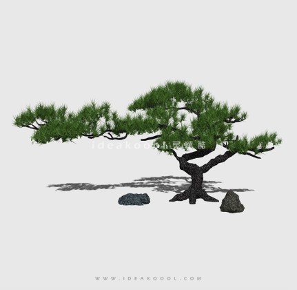 新中式景观树 禅意观赏树造型松树丨