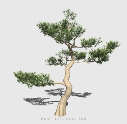 新中式景观树 禅意观赏树造型松树丨