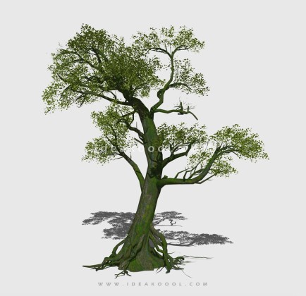 新中式景观树 禅意观赏树造型树丨