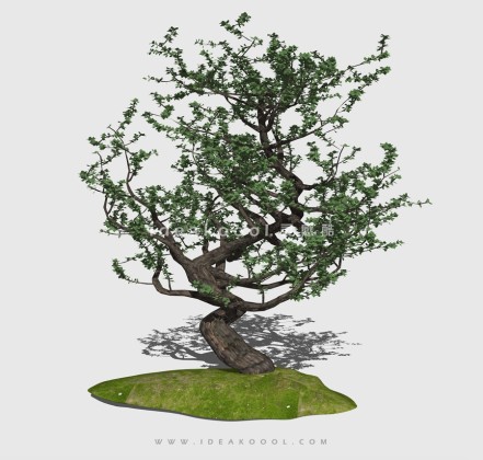 新中式景观树 禅意观赏树造型树丨