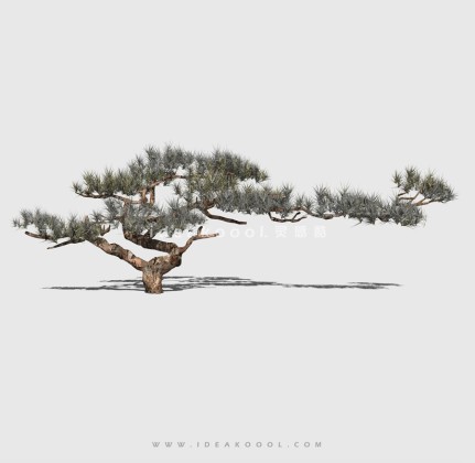 新中式景观树 禅意观赏树造型松树丨