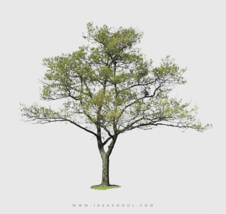 新中式景观树 禅意观赏树造型树丨