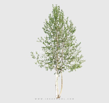 新中式景观树 禅意观赏树造型树丨