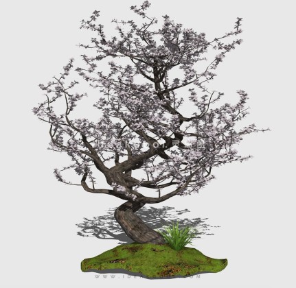 新中式景观树 禅意观赏树造型树丨