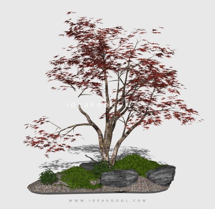 新中式景观树 禅意观赏树造型树 枫树丨