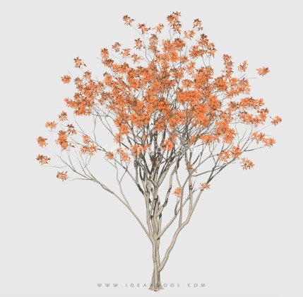 新中式景观树 禅意观赏树造型开花色叶树丨