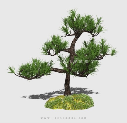 新中式景观树 禅意观赏树造型松树丨