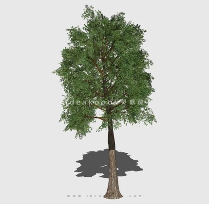 新中式景观树 禅意观赏树造型树丨