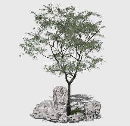 新中式景观树 禅意观赏树造型树 中式太湖石丨