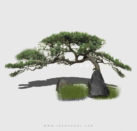 新中式景观树 禅意观赏树造型松树丨