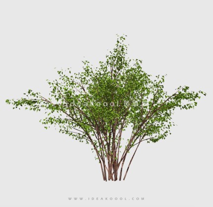 新中式景观树 禅意观赏树造型树