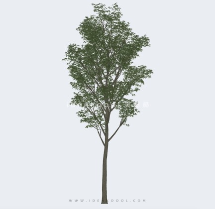 新中式景观树 禅意观赏树造型树丨