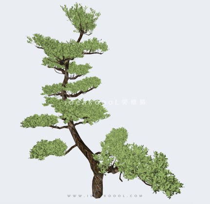 造型松树丨