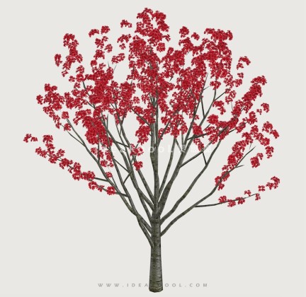 开花乔木色叶树植物丨