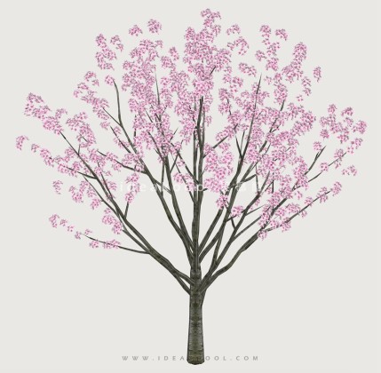 开花乔木色叶树植物丨