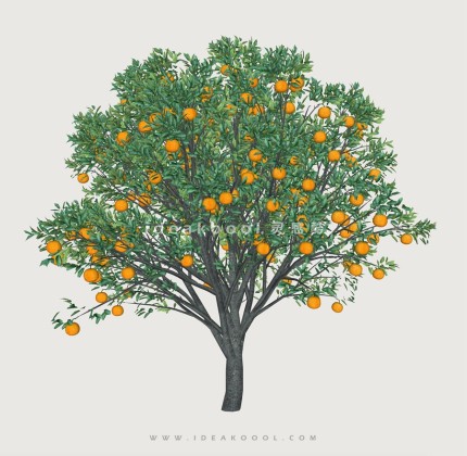 开花乔木色叶树植物果树丨