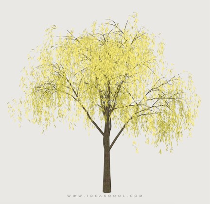 开花乔木色叶树植物丨