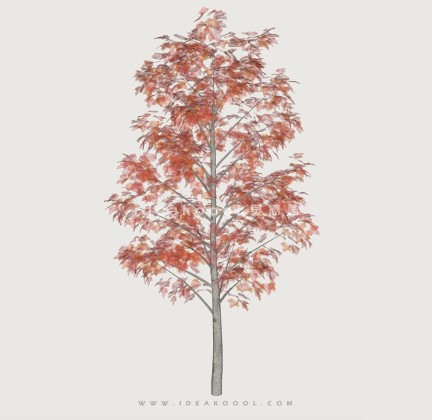 开花乔木色叶树植物丨